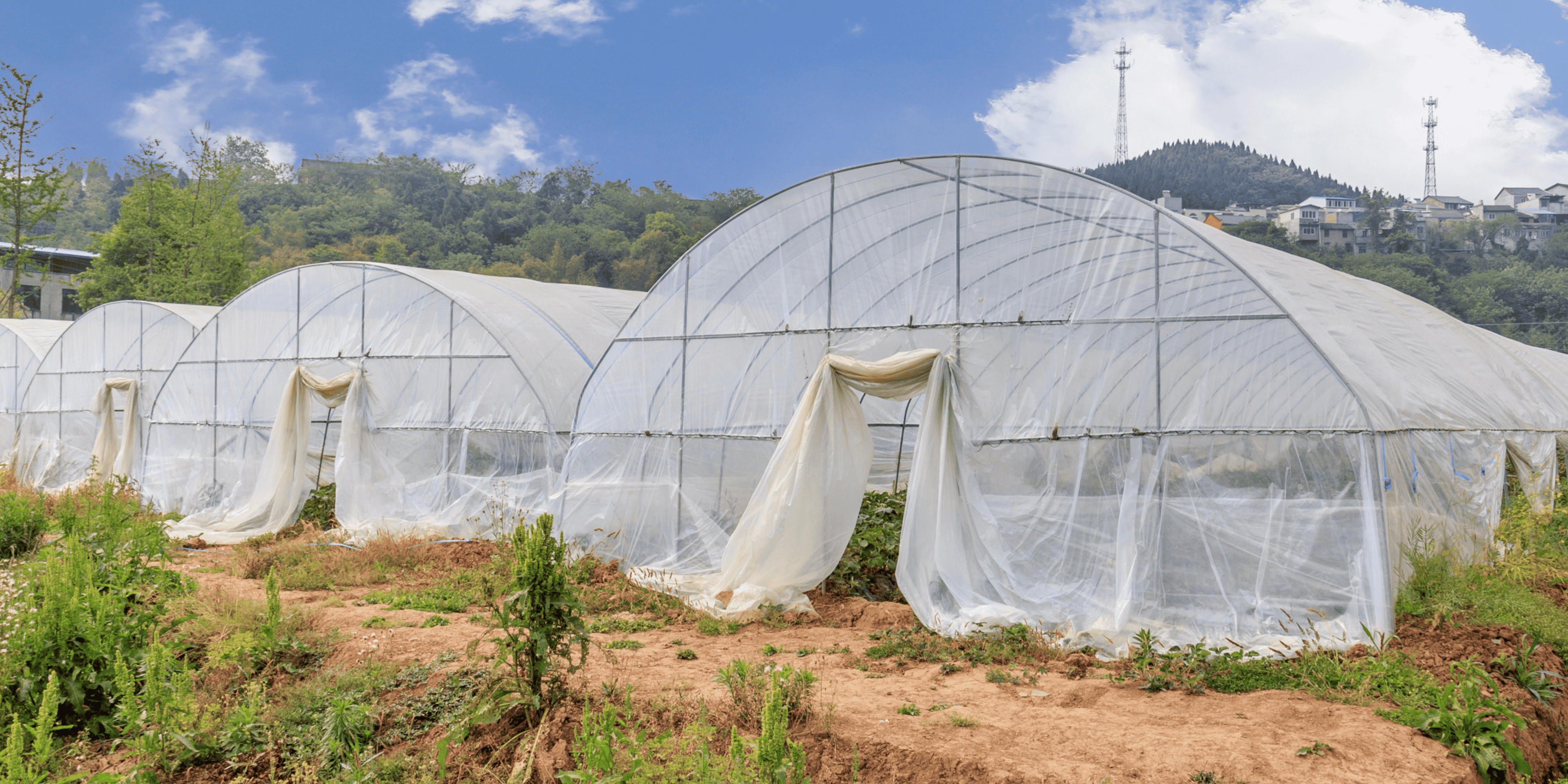 GREENHOUSE