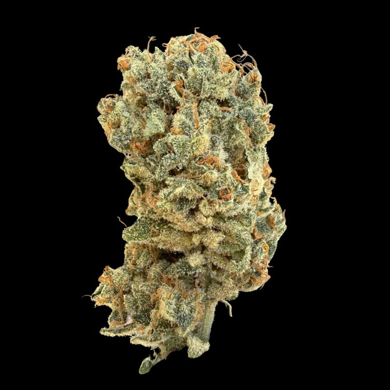 GOLDEN HAZE (INDOOR)
